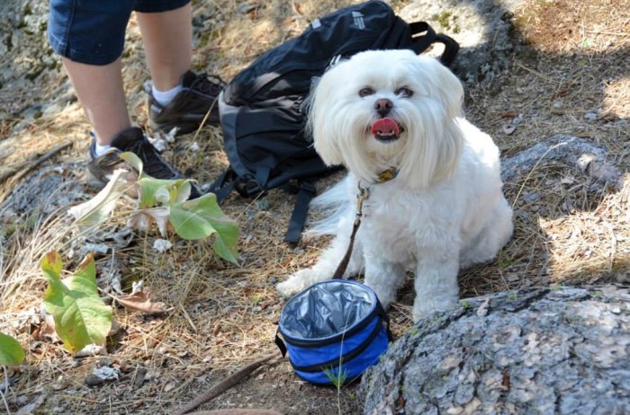 Ziggy at Coure D'Alene, ID